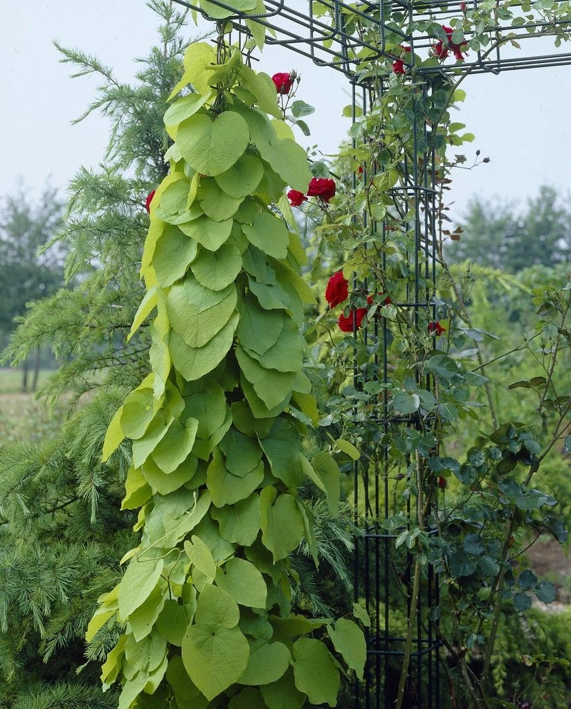 Large 6-7ft Specimen Climber - Aristolochia Macrophylla 1 Large 6-7ft Specimen Climber - Aristolochia Macrophylla