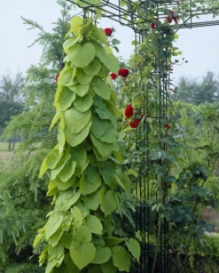 Climber - Aristolochia Macrophylla