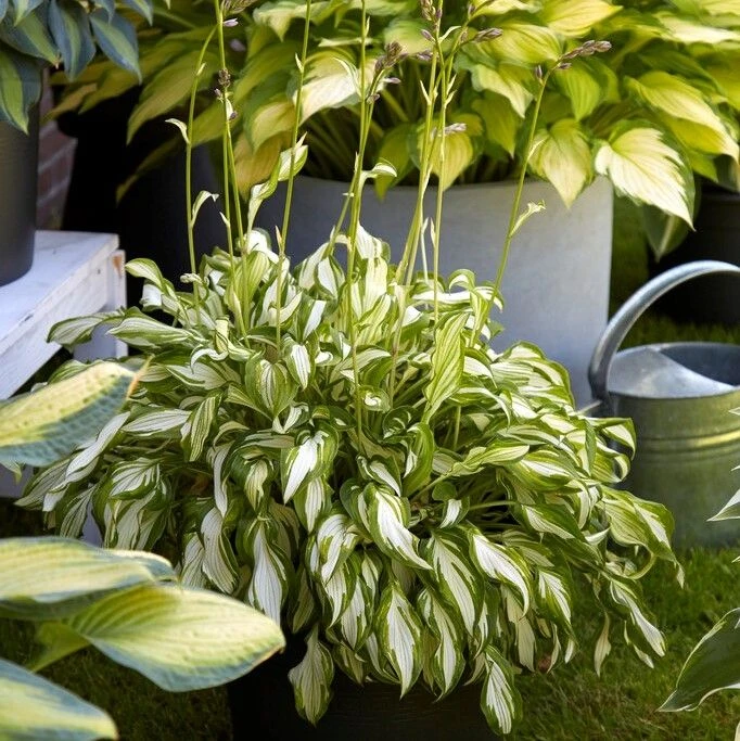 Hosta 'Kiwi Spearmint' - Pack Of 3 Bare Root 1 Hosta 'Kiwi Spearmint' - Pack Of 3 Bare Root