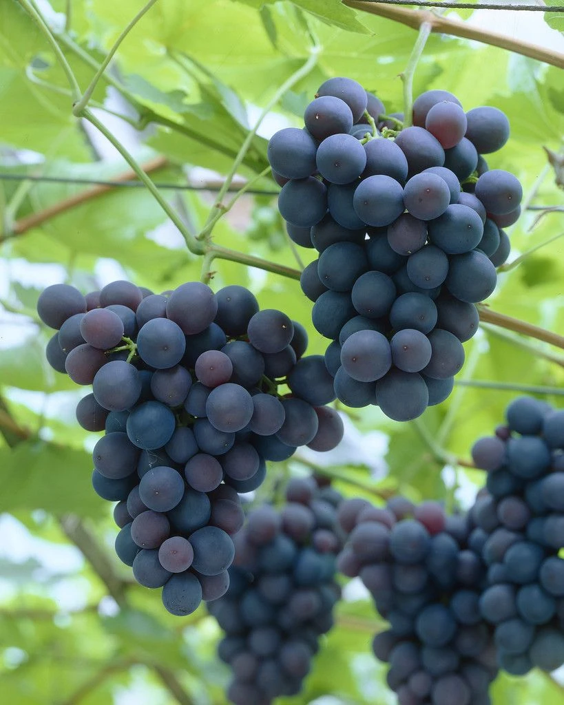 Grape Vine - Vitis Boskoop Glory - Blue Grape 2 Grape Vine - Vitis Boskoop Glory - Blue Grape - Image 2