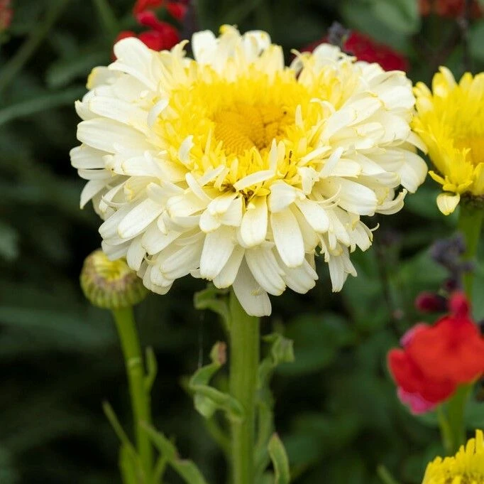 Leucanthemum Real Charmer - Large Plant 3 Leucanthemum Real Charmer - Large Plant - Image 3