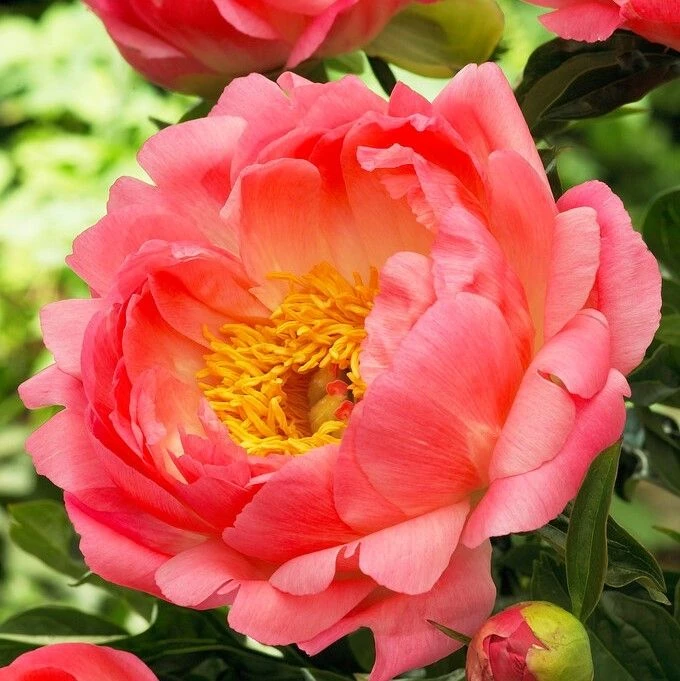Paeonia Coral Sunset - Peony 1 Paeonia Coral Sunset - Peony