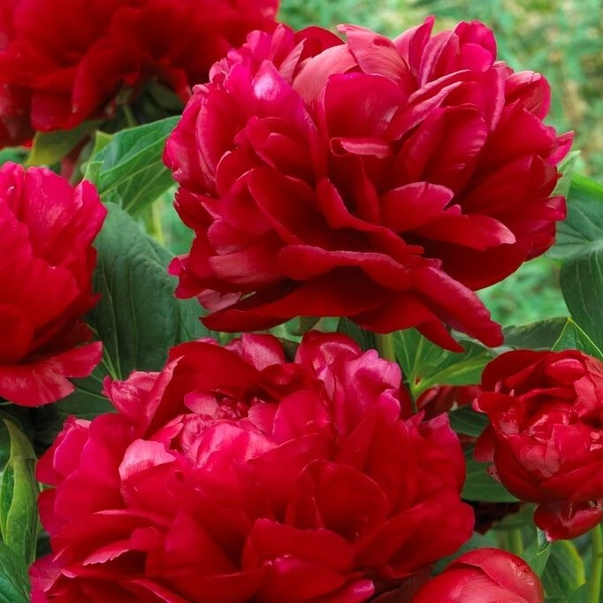 Paeonia Henry Bockstoce - Peony - Pack Of THREE 2 Paeonia Henry Bockstoce - Peony - Pack Of THREE - Image 2
