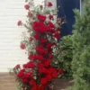 Large 5-6ft Specimen Climbing Rose - Mushimara