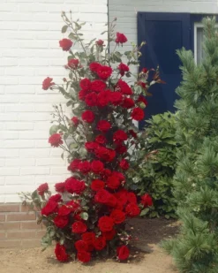 Large 5-6ft Specimen Climbing Rose - Mushimara