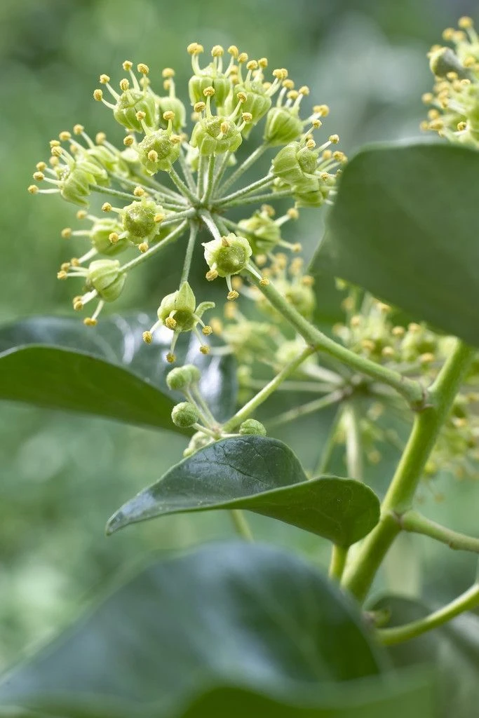 Hedera Helix Arborescens - Tree Ivy 2 Hedera Helix Arborescens - Tree Ivy - Image 2