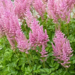 Astilbe Visions In Pink