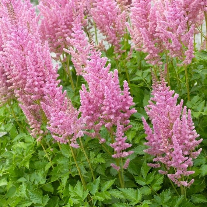 Astilbe Visions In Pink 1 Astilbe Visions In Pink