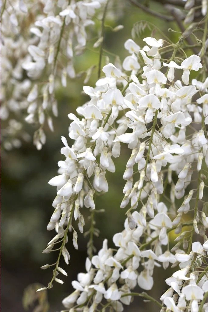 Wisteria Brachybotrys Shiro-Kapitan - Silky Wisteria - Large Specimen Plant 6ft 1 Wisteria Brachybotrys Shiro-Kapitan - Silky Wisteria - Large Specimen Plant 6ft