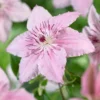 Clematis Pink Fantasy
