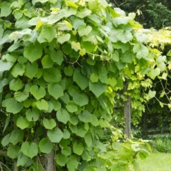 Vitis Coignetiae - Crimson Glory Vine (120/140cm) -Outlet Plant Store vitis cognetiae crimson glory vine 1 1