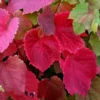 Vitis Coignetiae - Crimson Glory Vine (120/140cm)