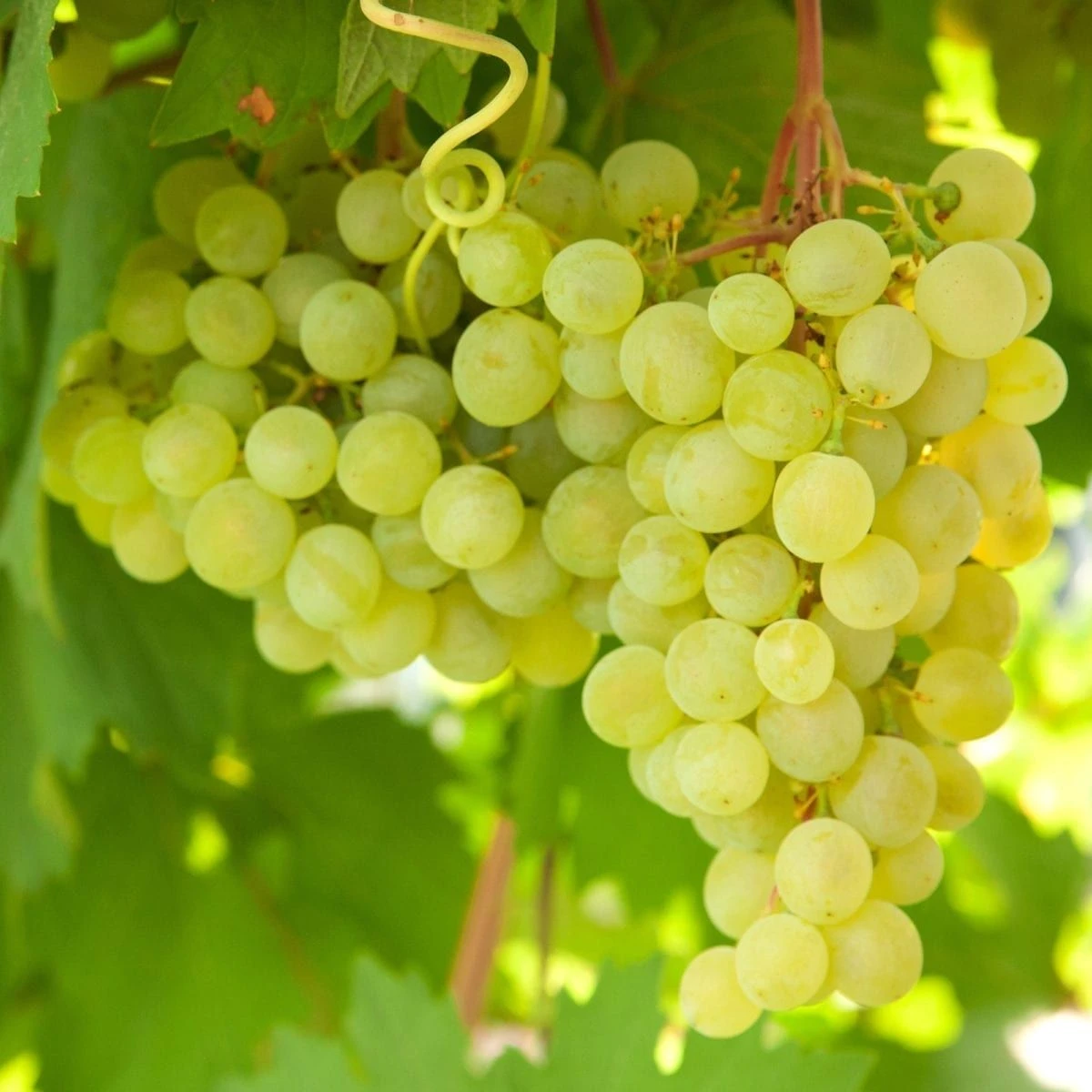 Vitis Golden Champion - White Grape 1 Vitis Golden Champion - White Grape