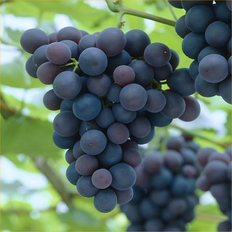 Grape Vine - Vitis Boskoop Glory - Blue Grape 1 Grape Vine - Vitis Boskoop Glory - Blue Grape