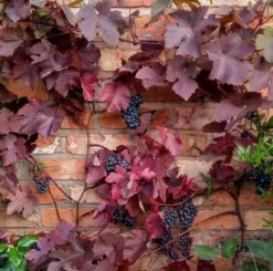 Large Circa 6ft Grape Vine - Vitis Vinifera 'Purpurea'