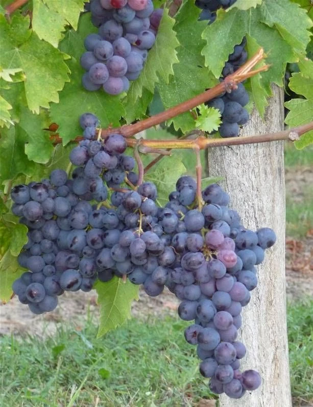 Large Circa 5-6ft Grape Vine - Vitis Vinifera 'Alphonse Lavallée' 2 Large Circa 5-6ft Grape Vine - Vitis Vinifera 'Alphonse Lavallée' - Image 2