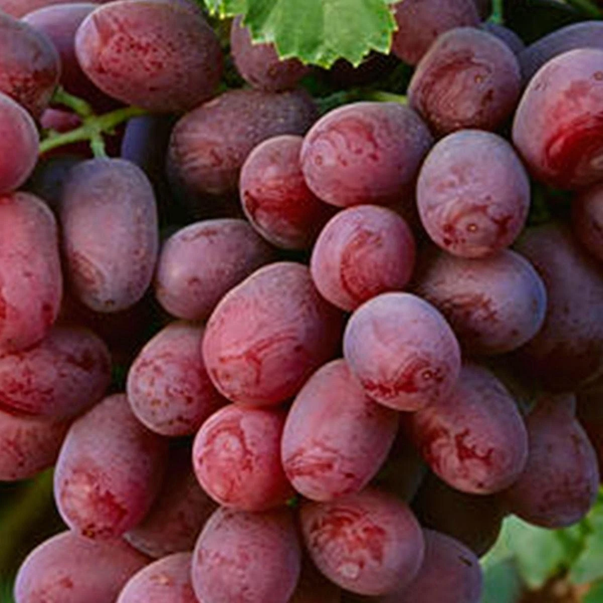 Large Circa 5-6ft Grape Vine - Vitis Vinifera 'Red Ruby' 2 Large Circa 5-6ft Grape Vine - Vitis Vinifera 'Red Ruby' - Image 2