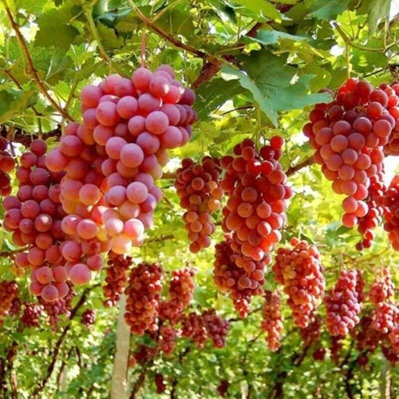 Large Circa 5-6ft Grape Vine - Vitis Vinifera 'Red Ruby' 3 Large Circa 5-6ft Grape Vine - Vitis Vinifera 'Red Ruby' - Image 3