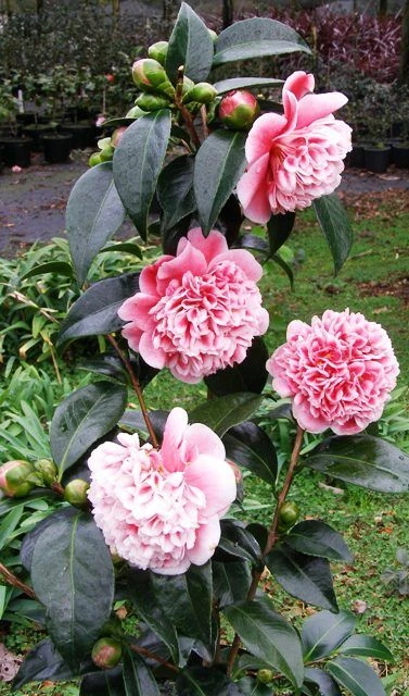 Evergreen Camellia Japonica Volunteer - Perfect For Patios 7 Evergreen Camellia Japonica Volunteer - Perfect For Patios - Image 7