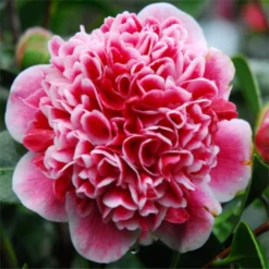 Evergreen Camellia Japonica Volunteer - Perfect For Patios 12 Evergreen Camellia Japonica Volunteer - Perfect For Patios -Outlet Plant Store volunteer 2
