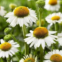 Echinacea Purpurea White Meditation - Cone Flower Plants