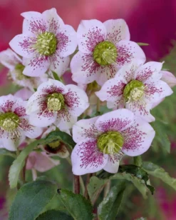 Helleborus Orientalis Pretty Ellen White Spotted - Hellebore -Outlet Plant Store white spotted 2
