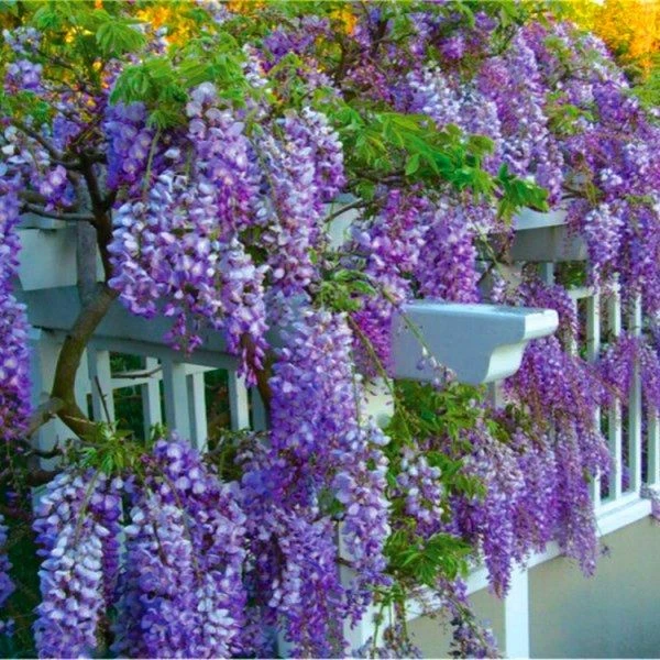 Wisteria Amethyst Falls - Blue - Large Specimen Plant 5-6ft 1 Wisteria Amethyst Falls - Blue - Large Specimen Plant 5-6ft