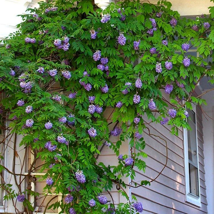 Wisteria Amethyst Falls - Blue - Large Specimen Plant 5-6ft 2 Wisteria Amethyst Falls - Blue - Large Specimen Plant 5-6ft - Image 2