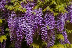 Wisteria Floribunda Violacea Plena - Black Dragon - Large Specimen Plant 6ft
