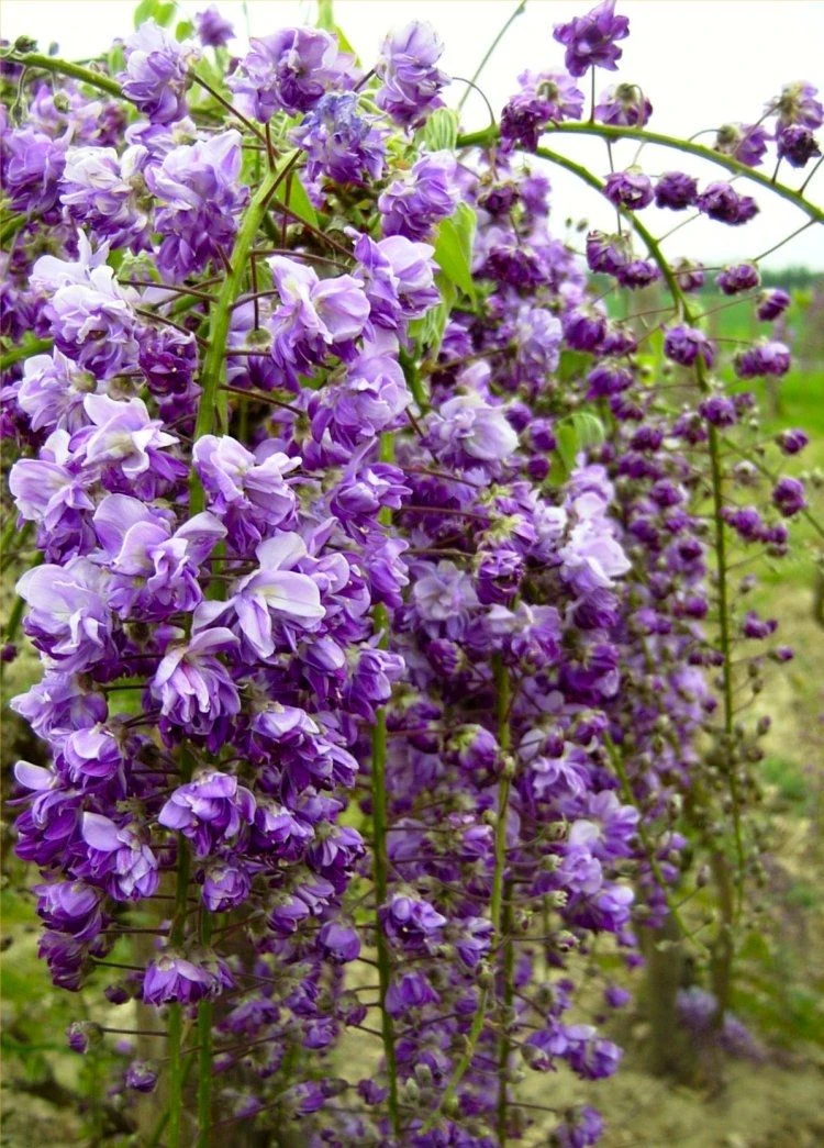 Wisteria Floribunda Violacea Plena - Black Dragon - Large Specimen Plant 6ft 3 Wisteria Floribunda Violacea Plena - Black Dragon - Large Specimen Plant 6ft - Image 3