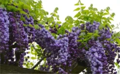 Wisteria Floribunda Violacea Plena - Black Dragon - Large Specimen Plant 6ft 7 Wisteria Floribunda Violacea Plena - Black Dragon - Large Specimen Plant 6ft -Outlet Plant Store wisteria black dragonx750