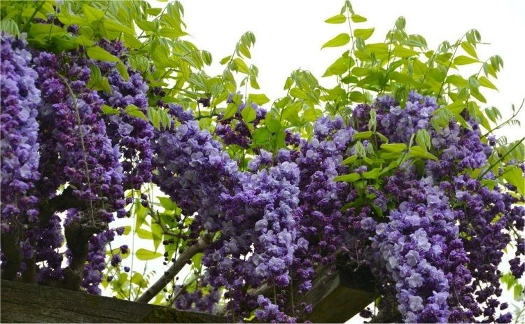 Wisteria Floribunda Violacea Plena - Black Dragon - Large Specimen Plant 6ft 4 Wisteria Floribunda Violacea Plena - Black Dragon - Large Specimen Plant 6ft - Image 4
