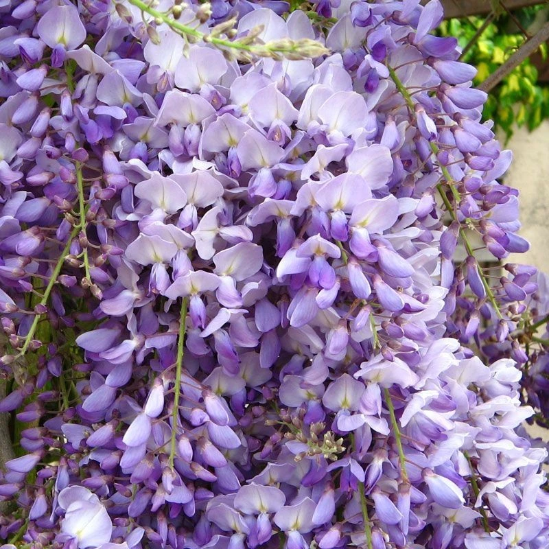 Wisteria Caroline 1 Wisteria Caroline