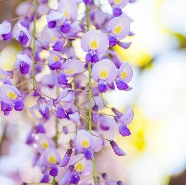 Wisteria Floribunda Domino ('Issai') - Large Specimen Plant 6ft+ 2 Wisteria Floribunda Domino ('Issai') - Large Specimen Plant 6ft+ - Image 2