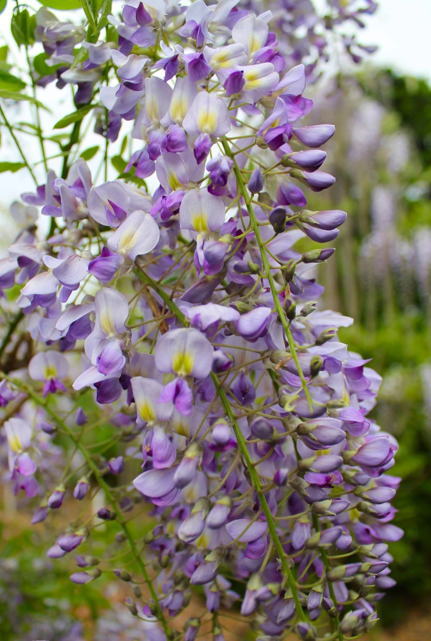 Wisteria Floribunda Domino ('Issai') - Large Specimen Plant 6ft+ 4 Wisteria Floribunda Domino ('Issai') - Large Specimen Plant 6ft+ - Image 4