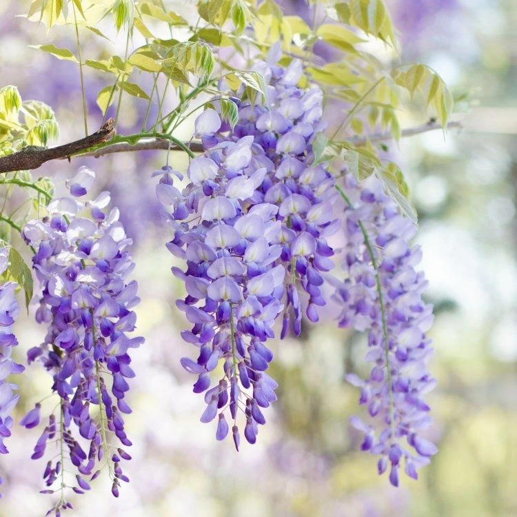 Wisteria Floribunda Domino ('Issai') - Large Specimen Plant 6ft+ 1 Wisteria Floribunda Domino ('Issai') - Large Specimen Plant 6ft+