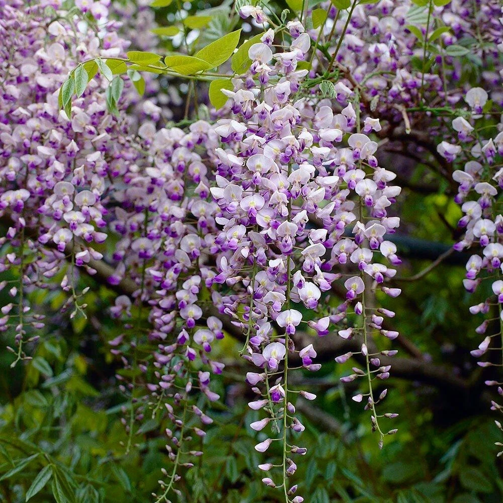 Wisteria Floribunda Isaai-Naga - Large Specimen Plant 6ft 1 Wisteria Floribunda Isaai-Naga - Large Specimen Plant 6ft