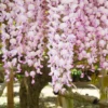 Wisteria Floribunda Lipstick (Kuchi Beni, Peaches & Cream) - Large Specimen Plant 6ft