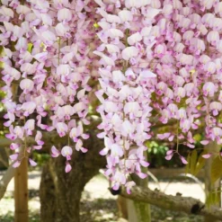 Wisteria Floribunda Lipstick (Kuchi Beni, Peaches & Cream) - Large Specimen Plant 6ft
