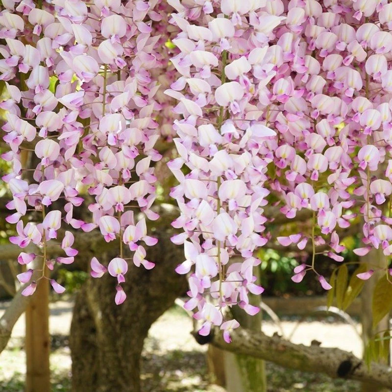 Wisteria Floribunda Lipstick (Kuchi Beni, Peaches & Cream) - Large Specimen Plant 6ft 1 Wisteria Floribunda Lipstick (Kuchi Beni, Peaches & Cream) - Large Specimen Plant 6ft