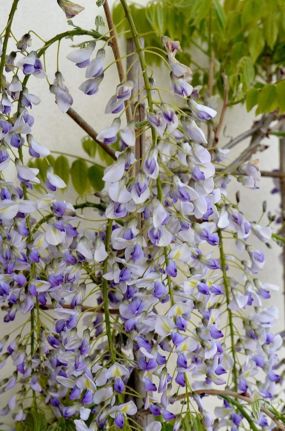 Wisteria Floribunda Lawrence - Bicolour Japanese Wisteria - Large Specimen Plant 6ft+ 1 Wisteria Floribunda Lawrence - Bicolour Japanese Wisteria - Large Specimen Plant 6ft+