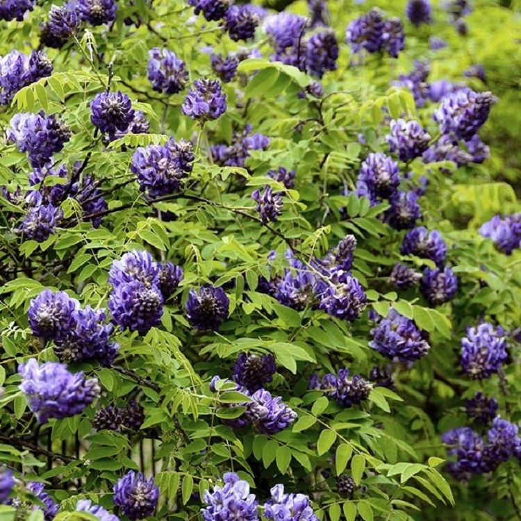 Wisteria Frutescens Longwood Purple - Large Specimen Plant 6ft 2 Wisteria Frutescens Longwood Purple - Large Specimen Plant 6ft - Image 2