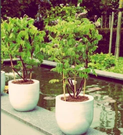 Large Wisteria Amethyst Falls Trained On A Trellis Frame -Outlet Plant Store wisteria on frame lifestyle image