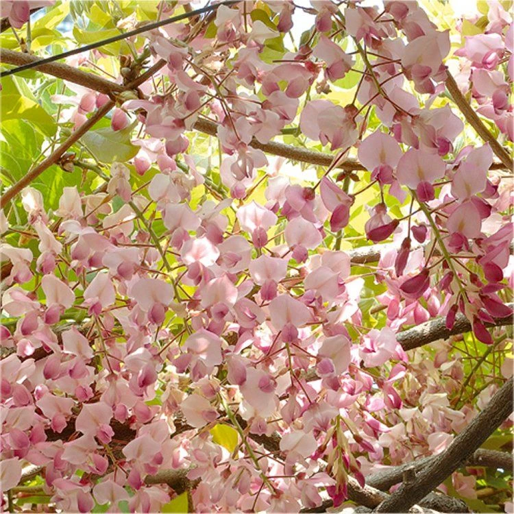 Wisteria Floribunda Honbeni - Pink Ice Japanese Wisteria - Large Specimen Plant 6ft+ 1 Wisteria Floribunda Honbeni - Pink Ice Japanese Wisteria - Large Specimen Plant 6ft+