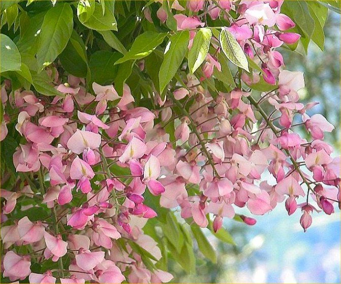 Wisteria Floribunda Honbeni - Pink Ice Japanese Wisteria - Large Specimen Plant 6ft+ 2 Wisteria Floribunda Honbeni - Pink Ice Japanese Wisteria - Large Specimen Plant 6ft+ - Image 2