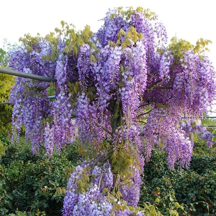 Wisteria Sinensis Prolific - Blue Climbing Wisteria 2 Wisteria Sinensis Prolific - Blue Climbing Wisteria - Image 2