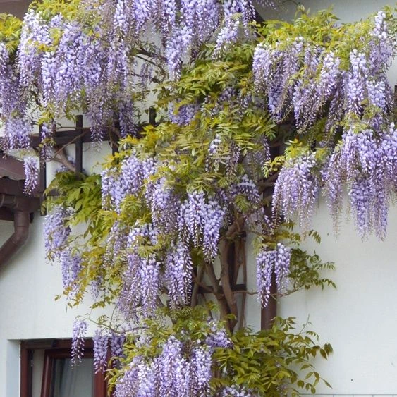 Wisteria Sinensis Prolific - Blue Climbing Wisteria 1 Wisteria Sinensis Prolific - Blue Climbing Wisteria