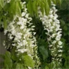 Wisteria Floribunda Longissima Alba - Shiro Noda - Rare White Japanese Wisteria - Large Specimen Plants