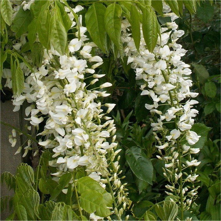 Wisteria Floribunda Longissima Alba - Shiro Noda - Rare White Japanese Wisteria - Large Specimen Plants 1 Wisteria Floribunda Longissima Alba - Shiro Noda - Rare White Japanese Wisteria - Large Specimen Plants
