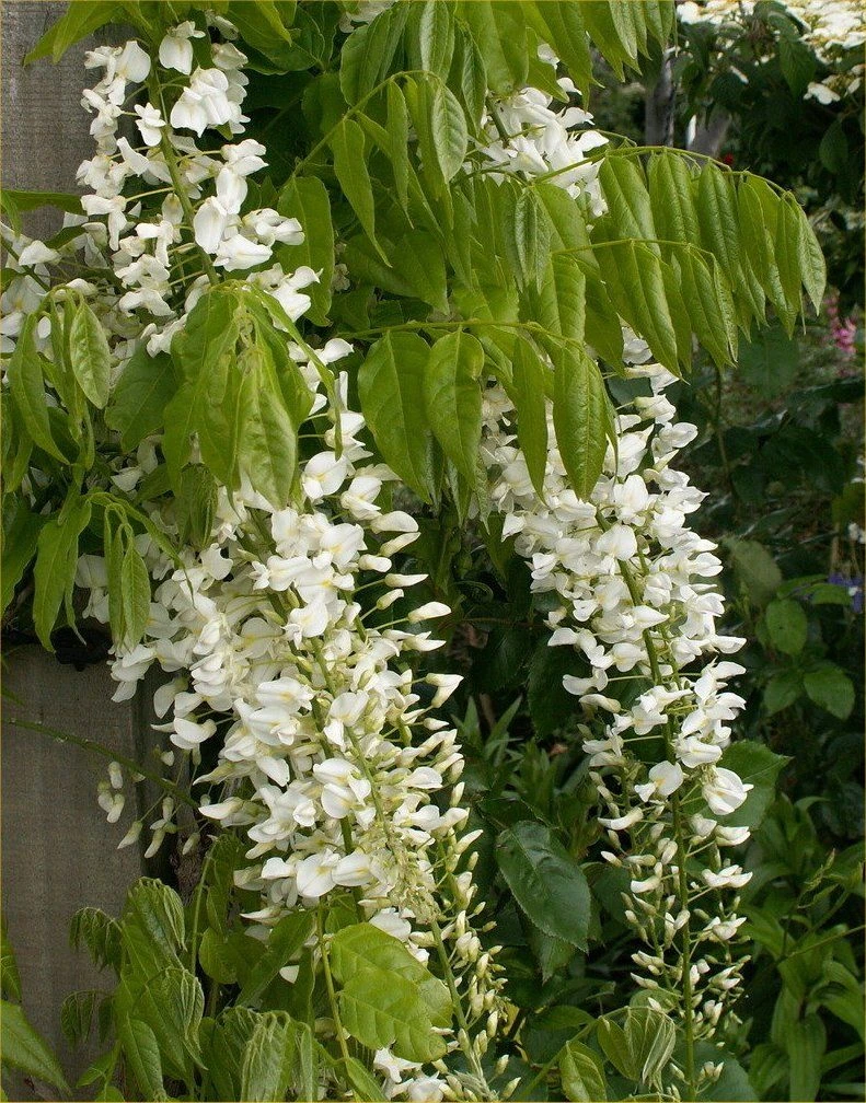 Wisteria Floribunda Longissima Alba - Shiro Noda - Rare White Japanese Wisteria - Large Specimen Plants 2 Wisteria Floribunda Longissima Alba - Shiro Noda - Rare White Japanese Wisteria - Large Specimen Plants - Image 2